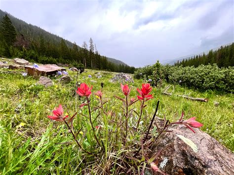 Colorado wildflowers could be epic this year thanks to abundant snowpack, but other factors in play